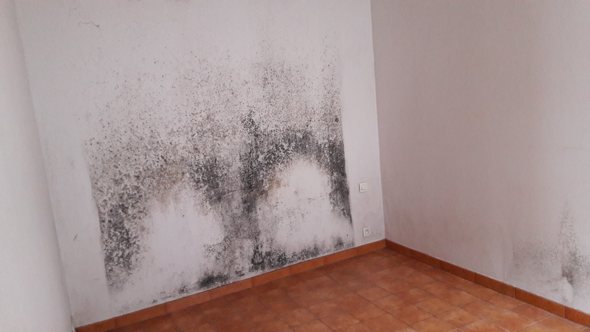 Moisissures - Expertise humidité à Valence